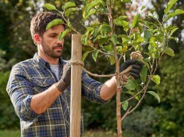 Pflegeleichter Garten: Wie Sie Ihre Bäume richtig pflegen und sicher halten